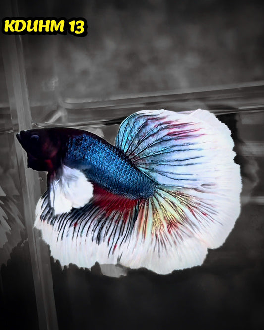 Dumbo Koi Nemo Halfmoon Male Betta | You Pick Fish