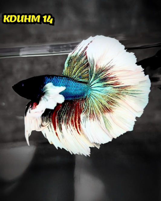 Dumbo Koi Nemo Halfmoon Male Betta | You Pick Fish
