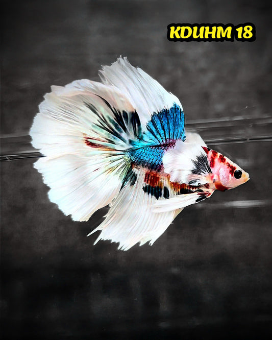 Dumbo Koi Nemo Halfmoon Male Betta | You Pick Fish