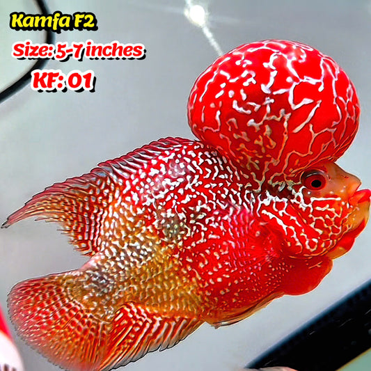 Golden Base Kamfa Flowerhorn Cichlid