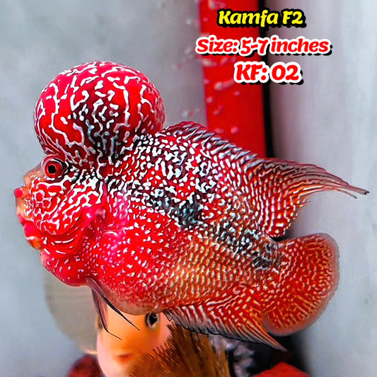 Golden Base Kamfa Flowerhorn Cichlid