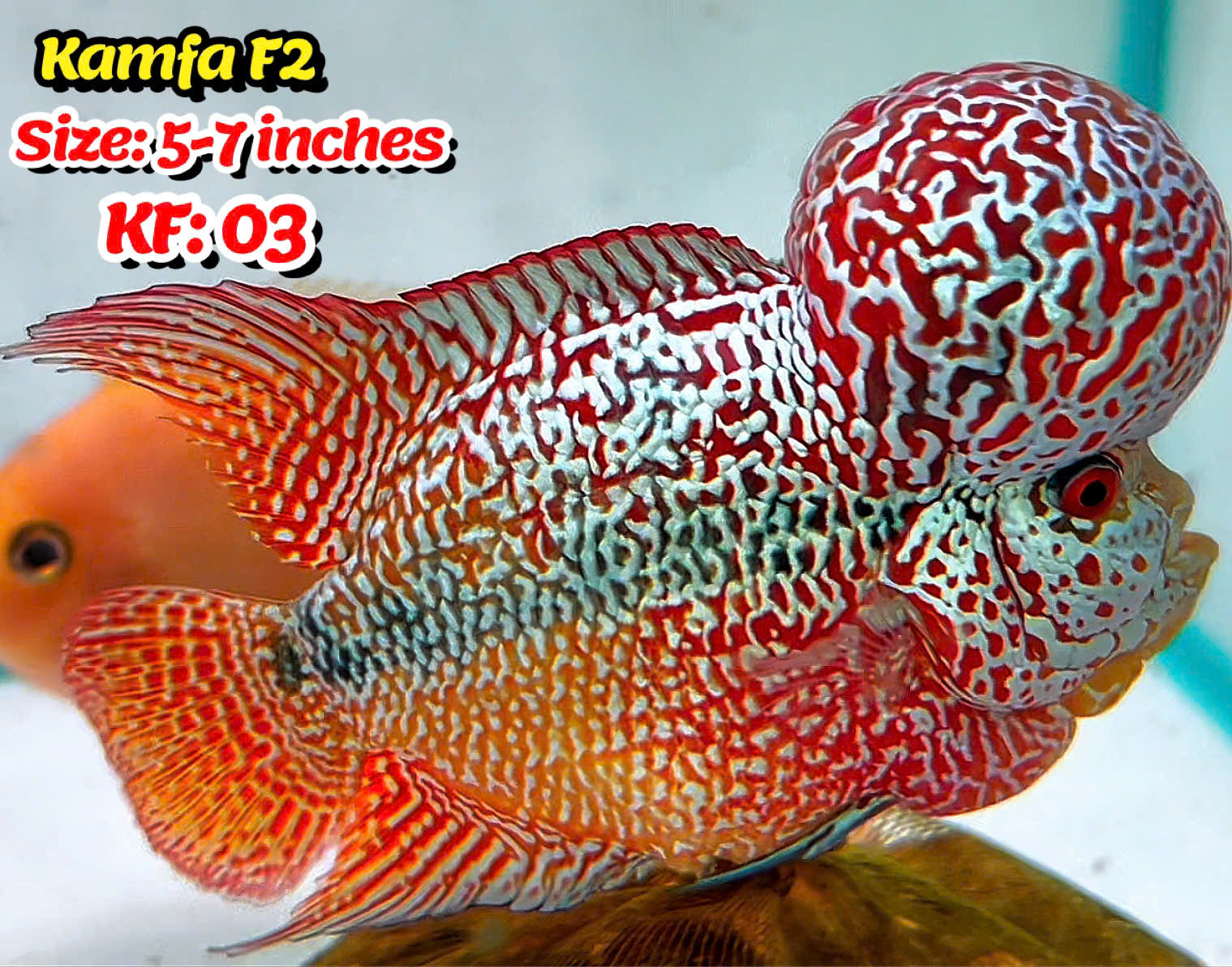 Golden Base Kamfa Flowerhorn Cichlid