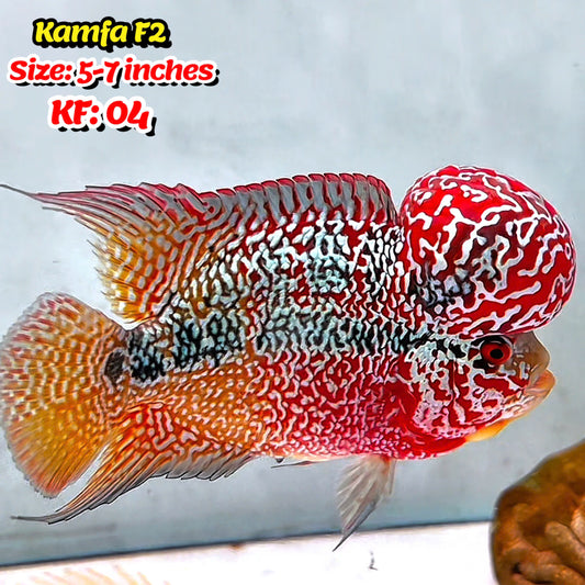 Golden Base Kamfa Flowerhorn Cichlid