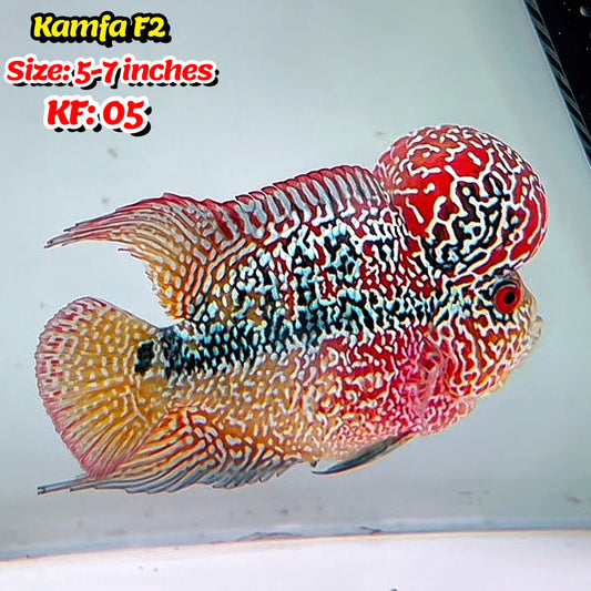 Golden Base Kamfa Flowerhorn Cichlid