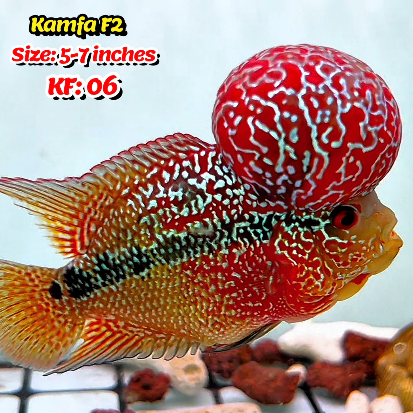 Golden Base Kamfa Flowerhorn Cichlid