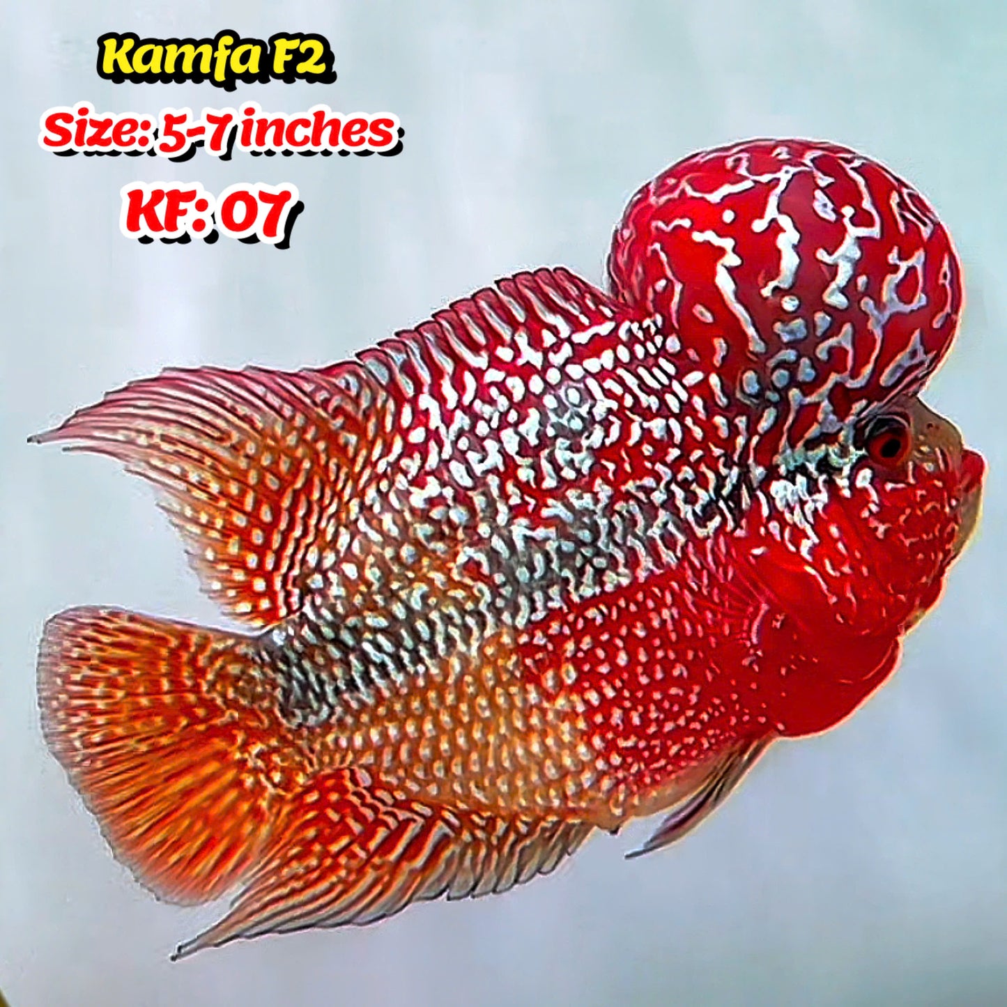 Golden Base Kamfa Flowerhorn Cichlid