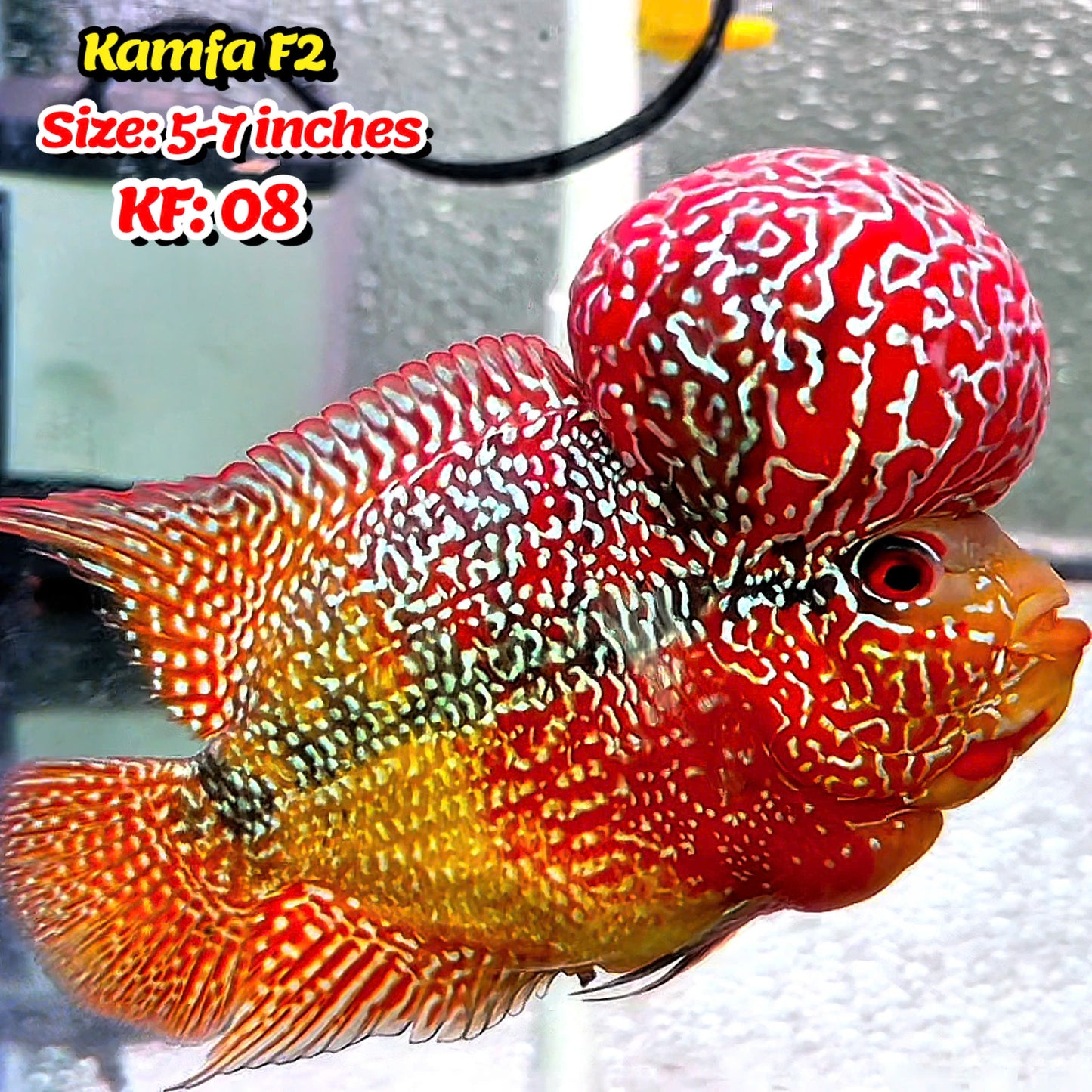 Golden Base Kamfa Flowerhorn Cichlid
