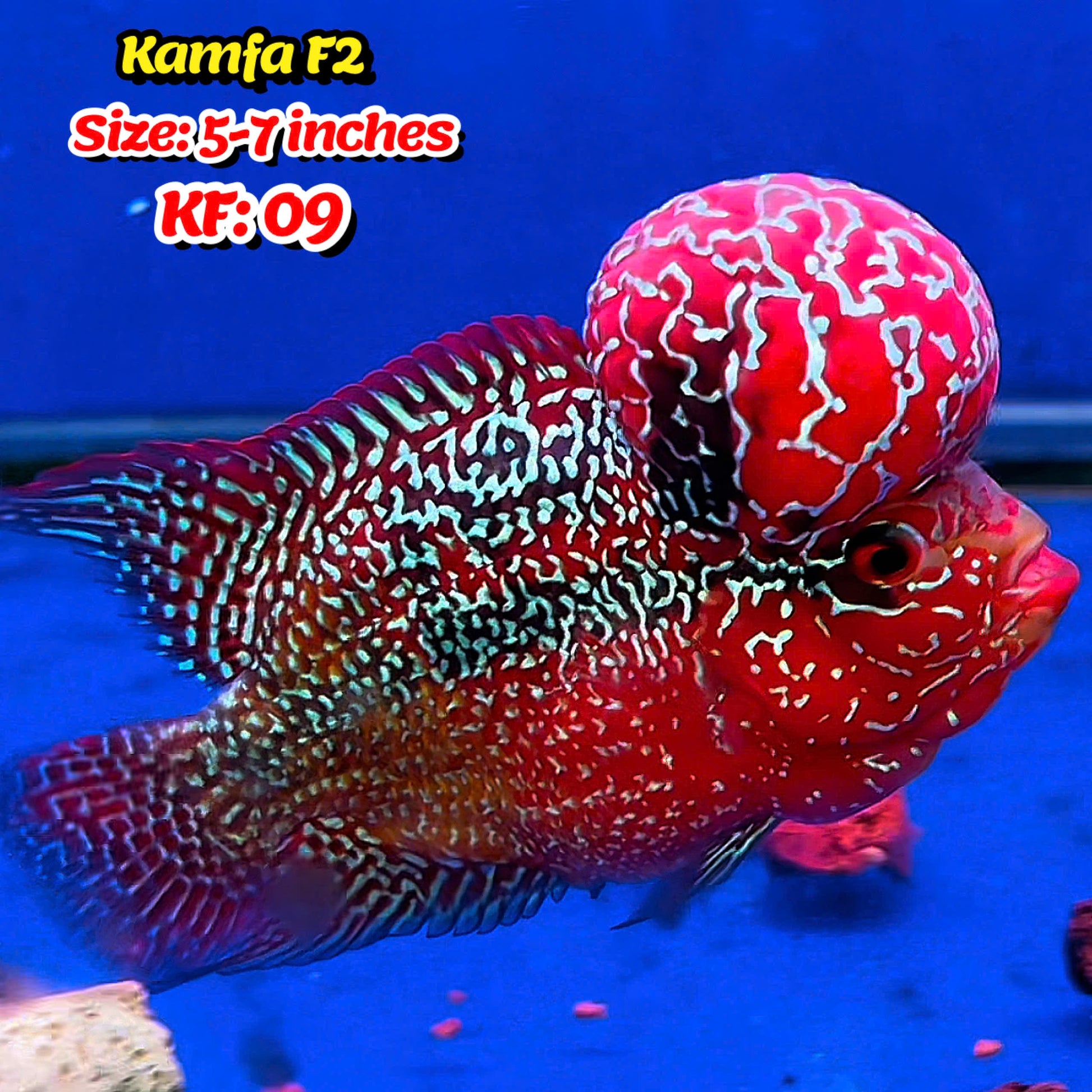 Golden Base Kamfa Flowerhorn Cichlid