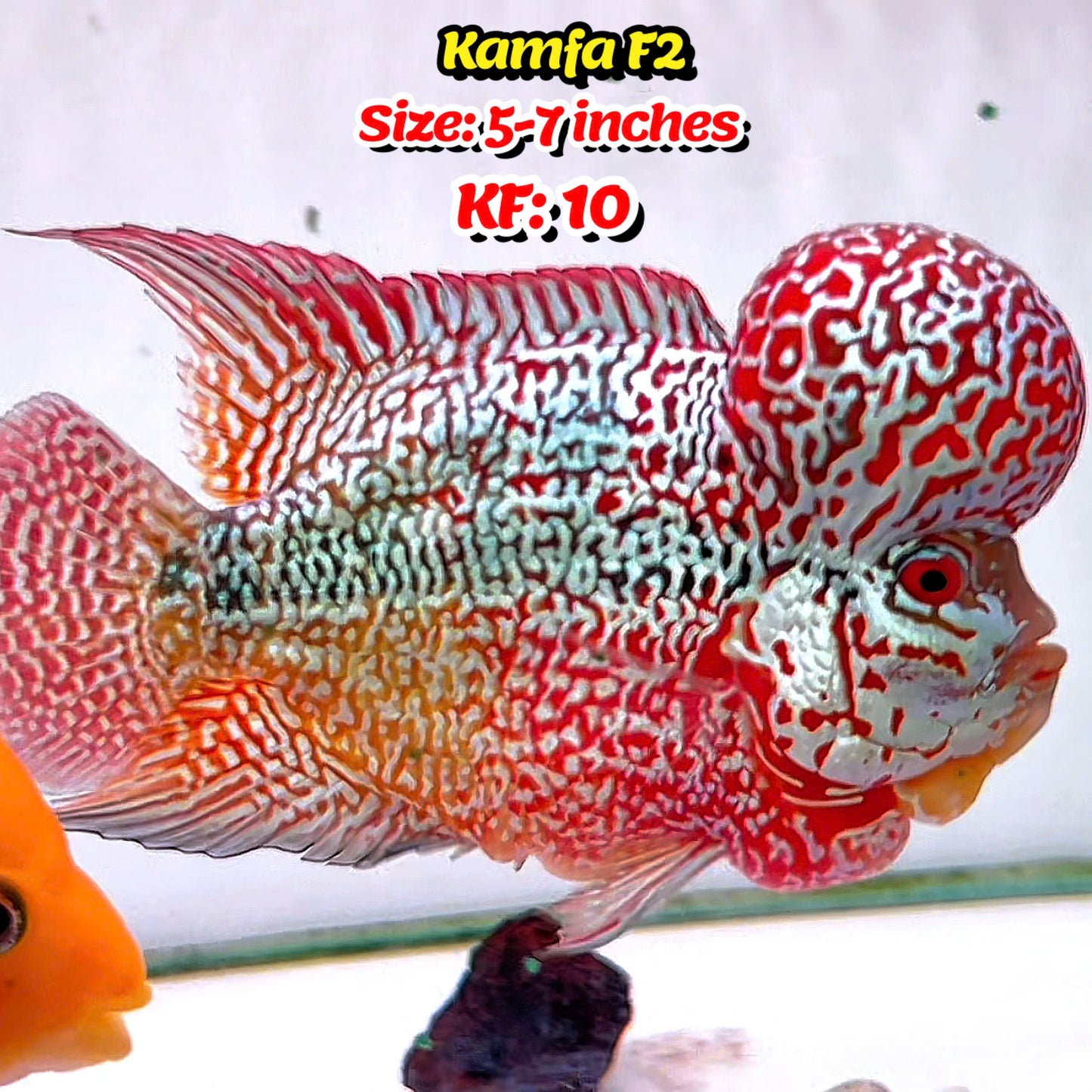 Golden Base Kamfa Flowerhorn Cichlid