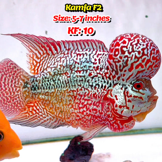 Golden Base Kamfa Flowerhorn Cichlid