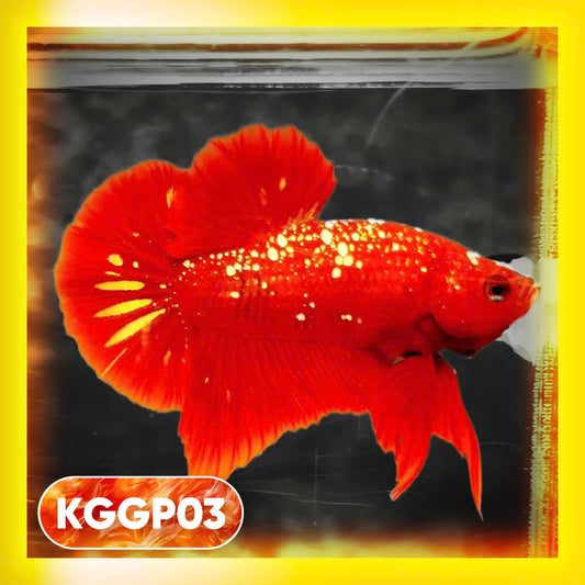 Golden Star Dust Galaxy Plakat Male Betta Fish | Super Rare | You Pick Fish