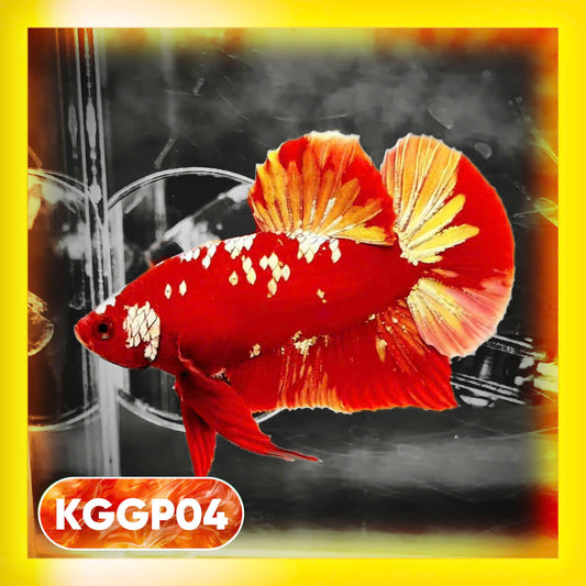 Golden Star Dust Galaxy Plakat Male Betta Fish | Super Rare | You Pick Fish