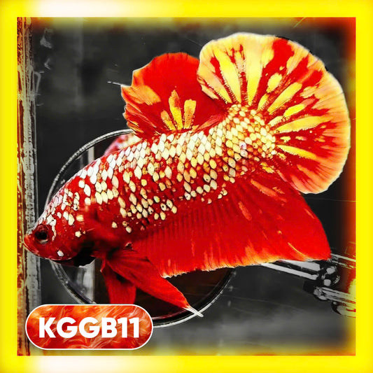 Golden Star Dust Galaxy Plakat Male Betta Fish | Super Rare | You Pick Fish