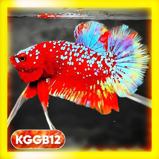 Golden Star Dust Galaxy Plakat Male Betta Fish | Super Rare | You Pick Fish