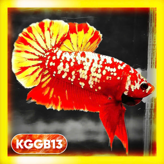 Golden Star Dust Galaxy Plakat Male Betta Fish | Super Rare | You Pick Fish