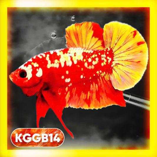 Golden Star Dust Galaxy Plakat Male Betta Fish | Super Rare | You Pick Fish