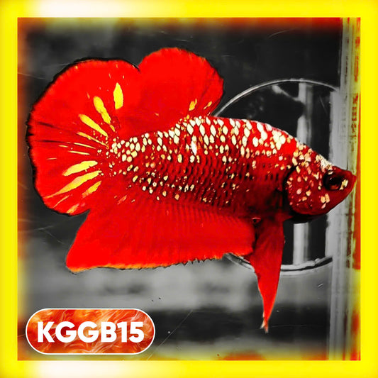 Golden Star Dust Galaxy Plakat Male Betta Fish | Super Rare | You Pick Fish