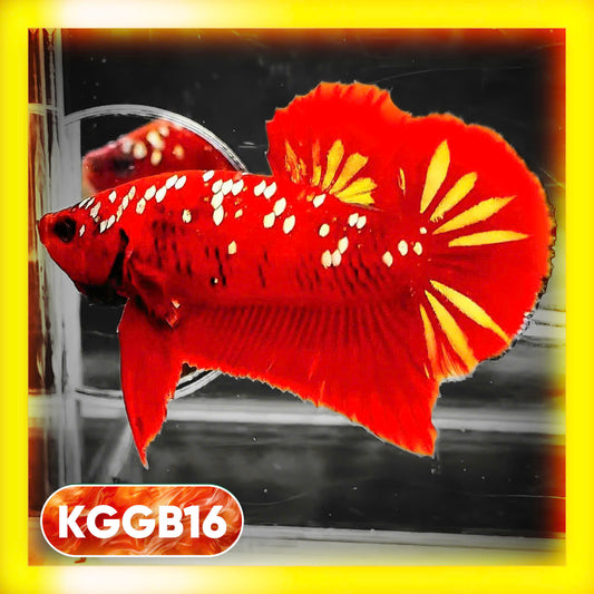 Golden Star Dust Galaxy Plakat Male Betta Fish | Super Rare | You Pick Fish