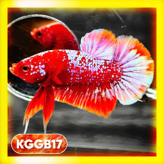 Golden Star Dust Galaxy Plakat Male Betta Fish | Super Rare | You Pick Fish