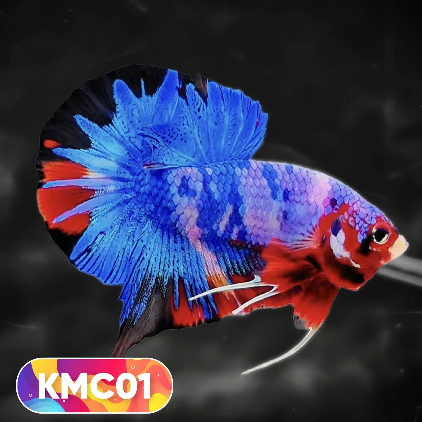 Multicolor Yellow Base Plakat Male Betta Fish | Order Directly From Farm |  You Pick Fish