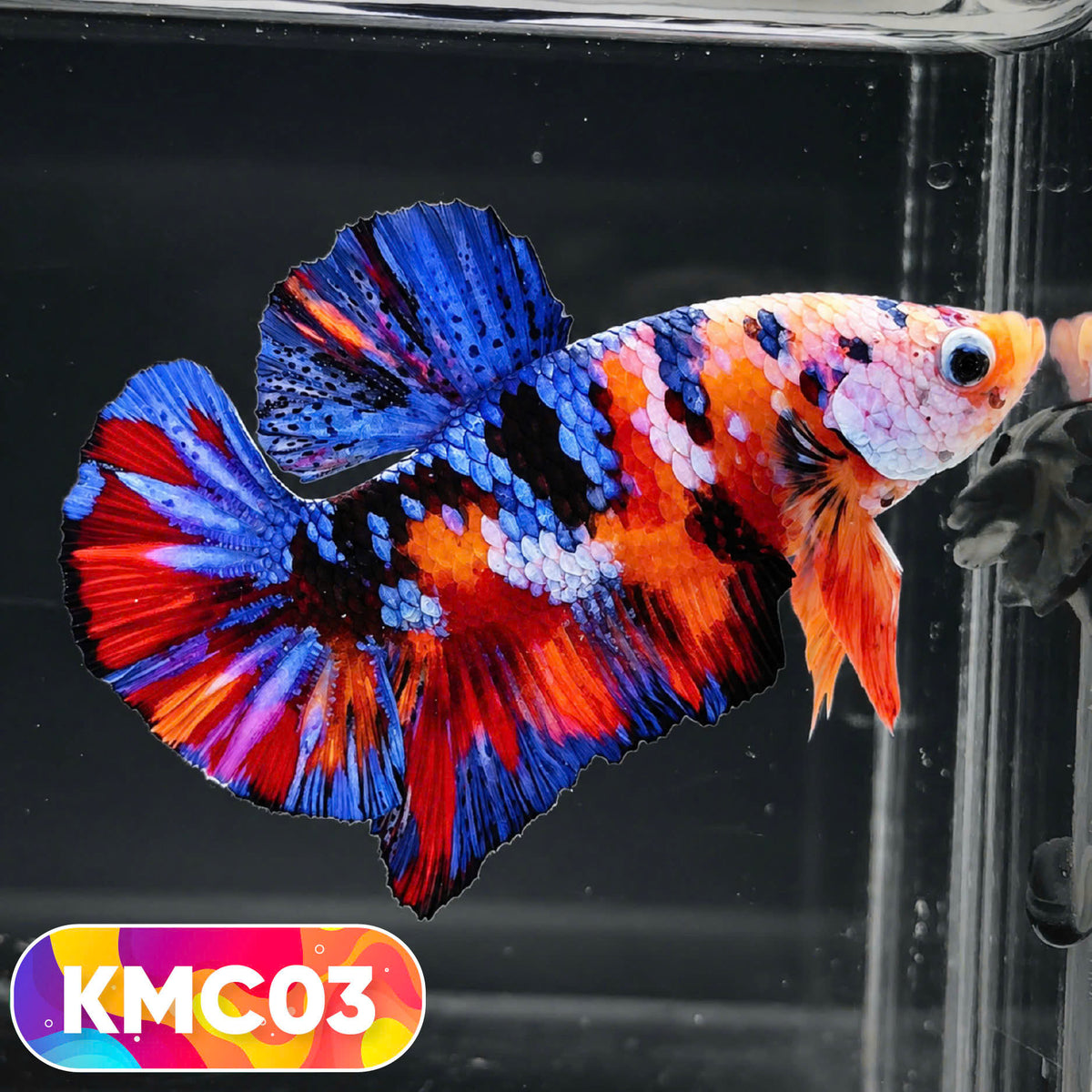 Multicolor Yellow Base Plakat Male Betta Fish | Order Directly From Farm |  You Pick Fish