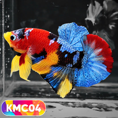 Multicolor Yellow Base Plakat Male Betta Fish | Order Directly From Farm |  You Pick Fish