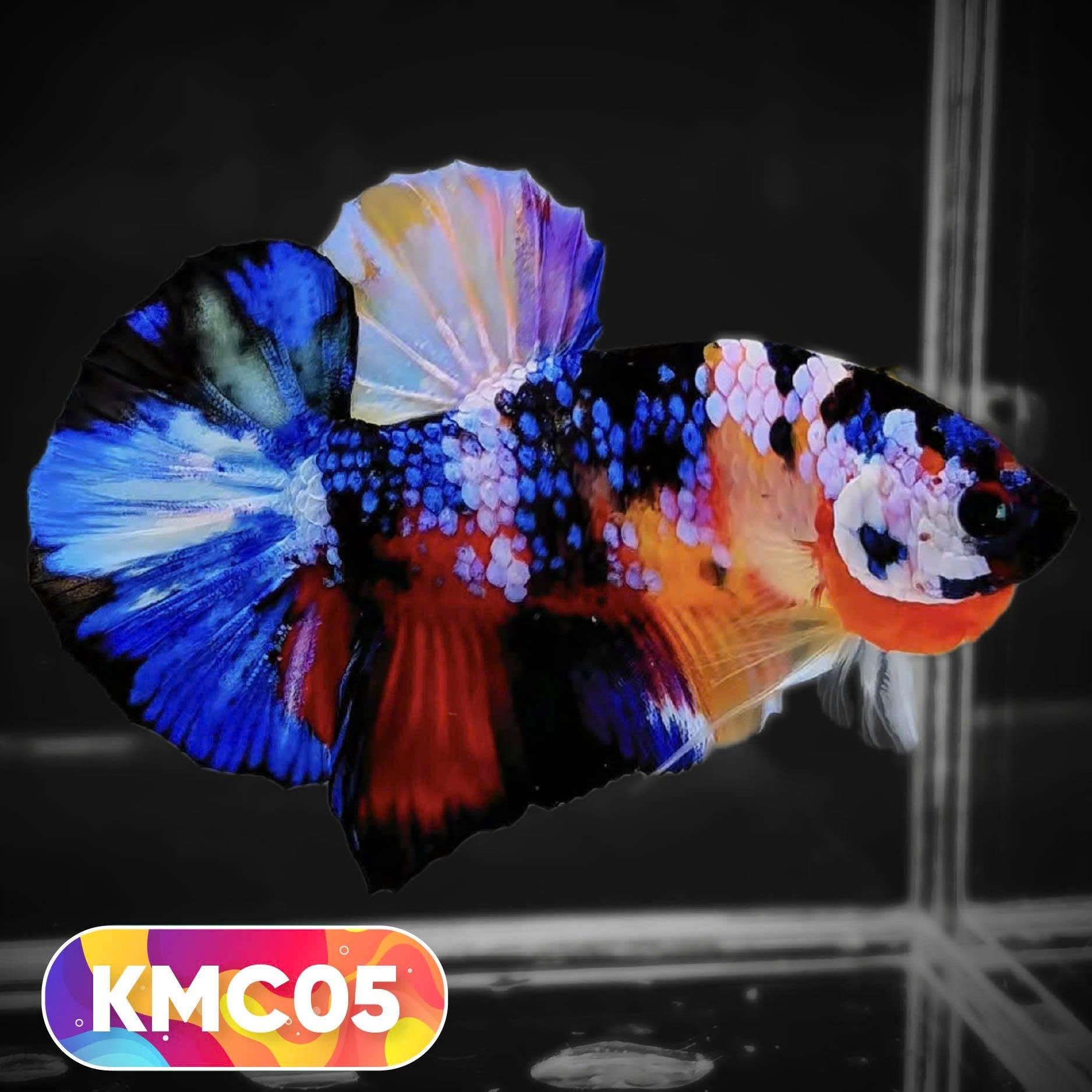 Multicolor Yellow Base Plakat Male Betta Fish | Order Directly From Farm |  You Pick Fish