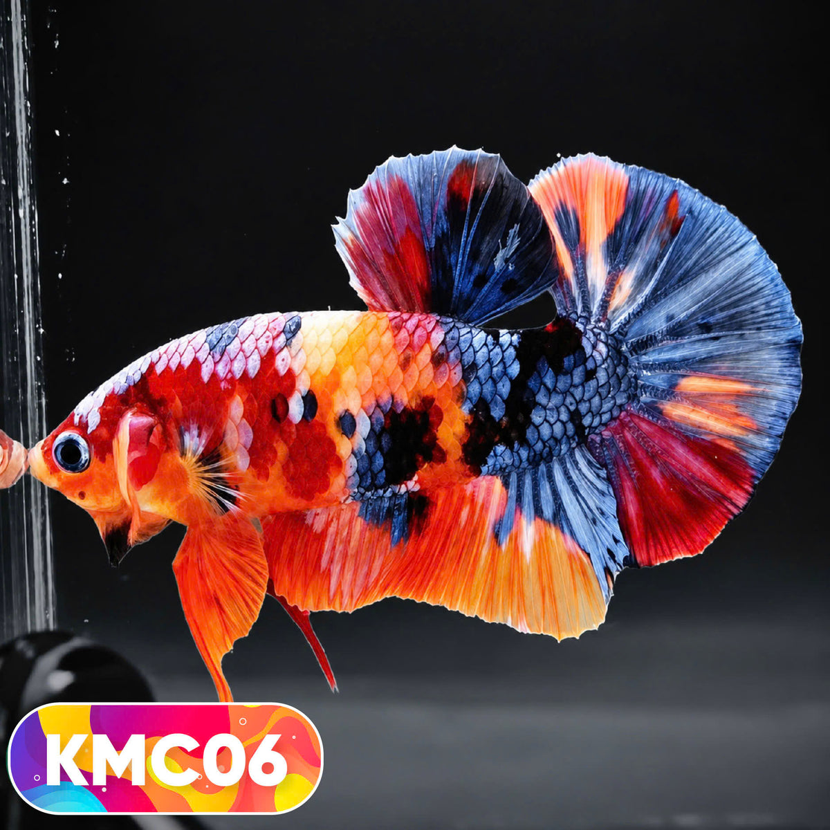 Multicolor Yellow Base Plakat Male Betta Fish | Order Directly From Farm |  You Pick Fish