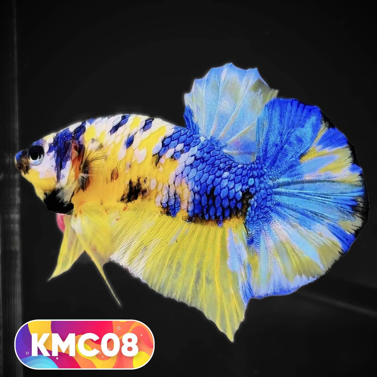 Multicolor Yellow Base Plakat Male Betta Fish | Order Directly From Farm |  You Pick Fish