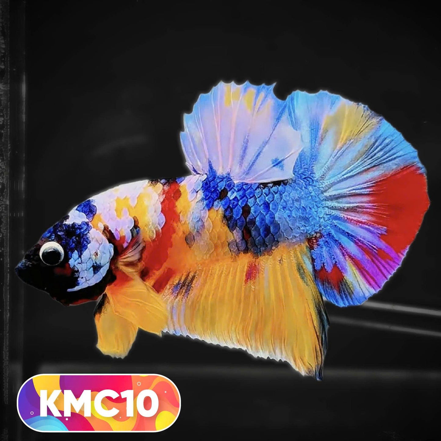 Multicolor Yellow Base Plakat Male Betta Fish | Order Directly From Farm |  You Pick Fish