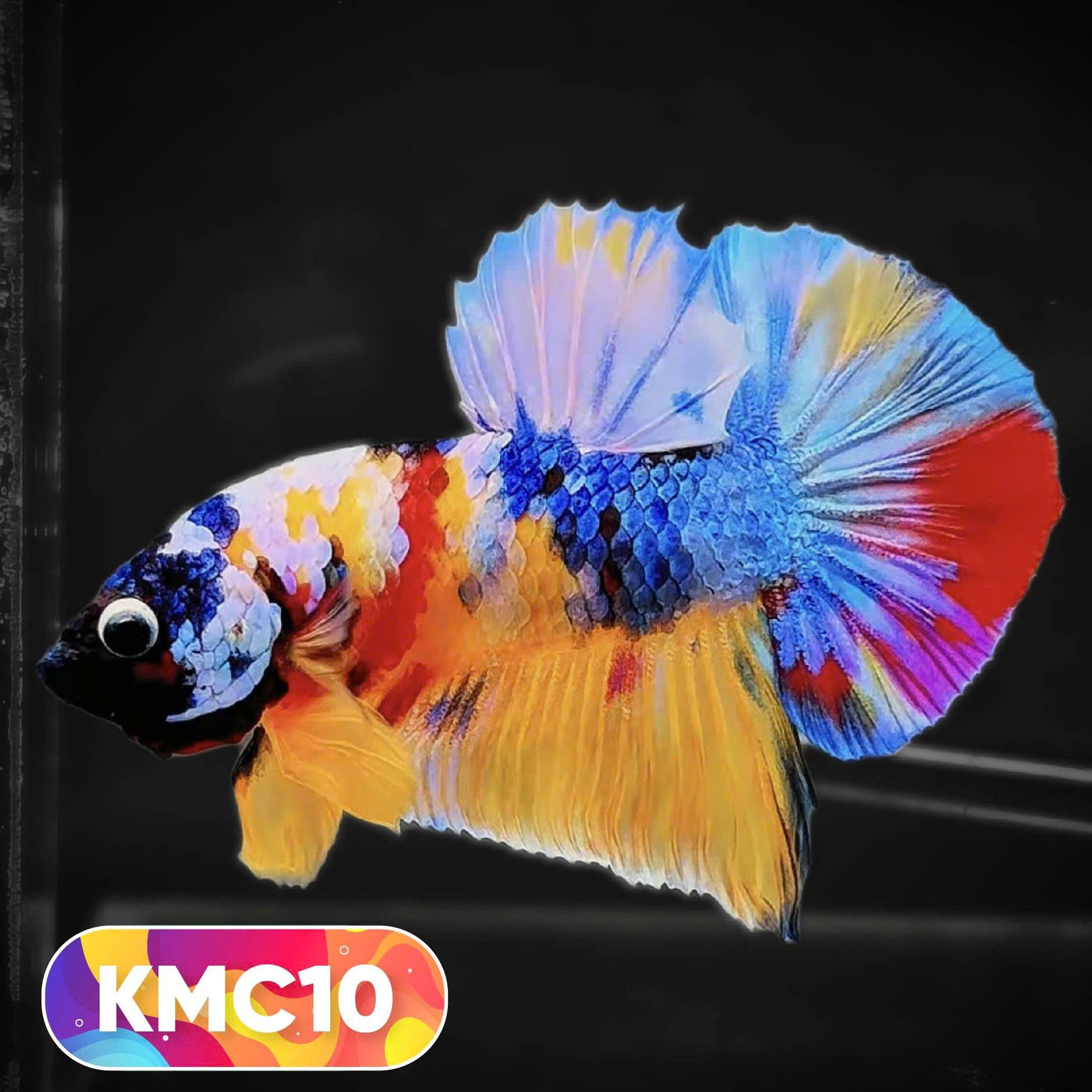 Multicolor Yellow Base Plakat Male Betta Fish | Order Directly From Farm |  You Pick Fish