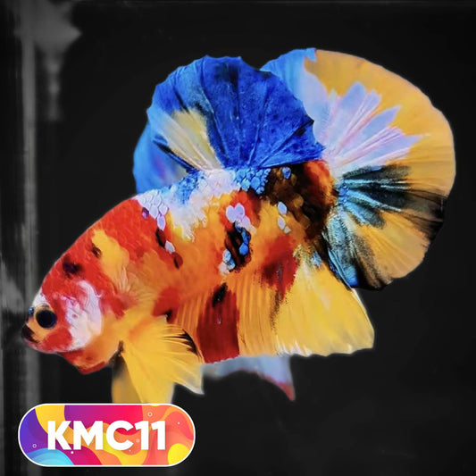 Multicolor Yellow Base Plakat Male Betta Fish | Order Directly From Farm |  You Pick Fish