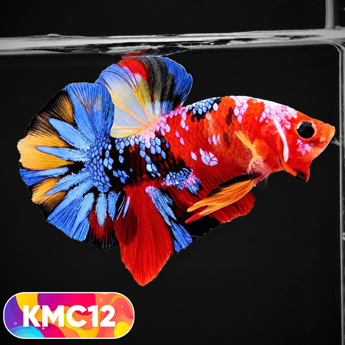 Multicolor Yellow Base Plakat Male Betta Fish | Order Directly From Farm |  You Pick Fish