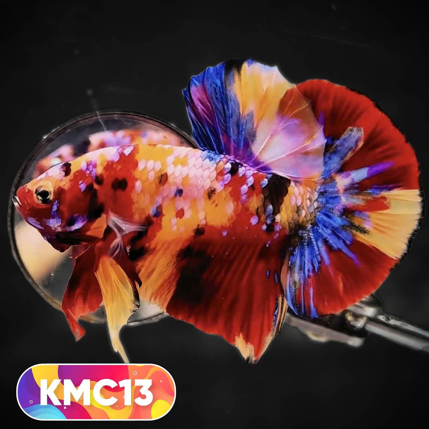 Multicolor Yellow Base Plakat Male Betta Fish | Order Directly From Farm |  You Pick Fish