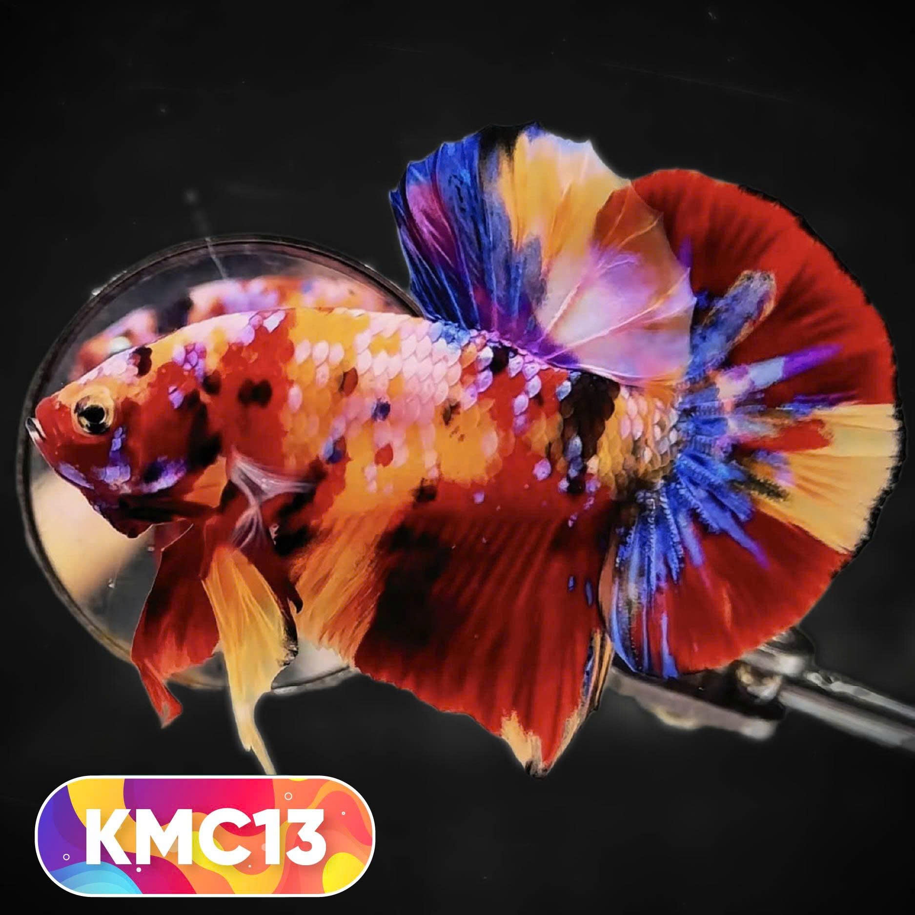 Multicolor Yellow Base Plakat Male Betta Fish | Order Directly From Farm |  You Pick Fish
