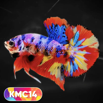 Multicolor Yellow Base Plakat Male Betta Fish | Order Directly From Farm |  You Pick Fish