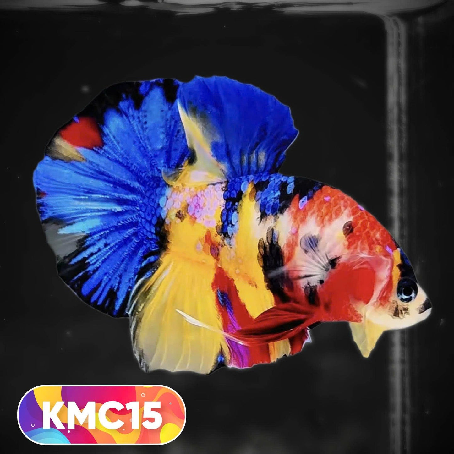 Multicolor Yellow Base Plakat Male Betta Fish | Order Directly From Farm |  You Pick Fish