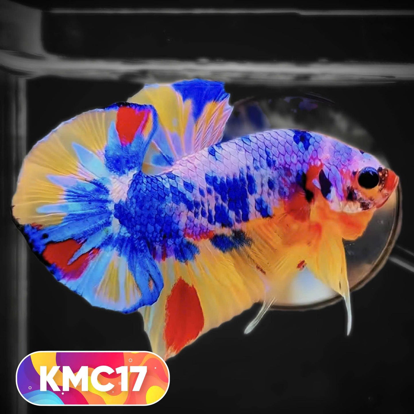 Multicolor Yellow Base Plakat Male Betta Fish | Order Directly From Farm |  You Pick Fish