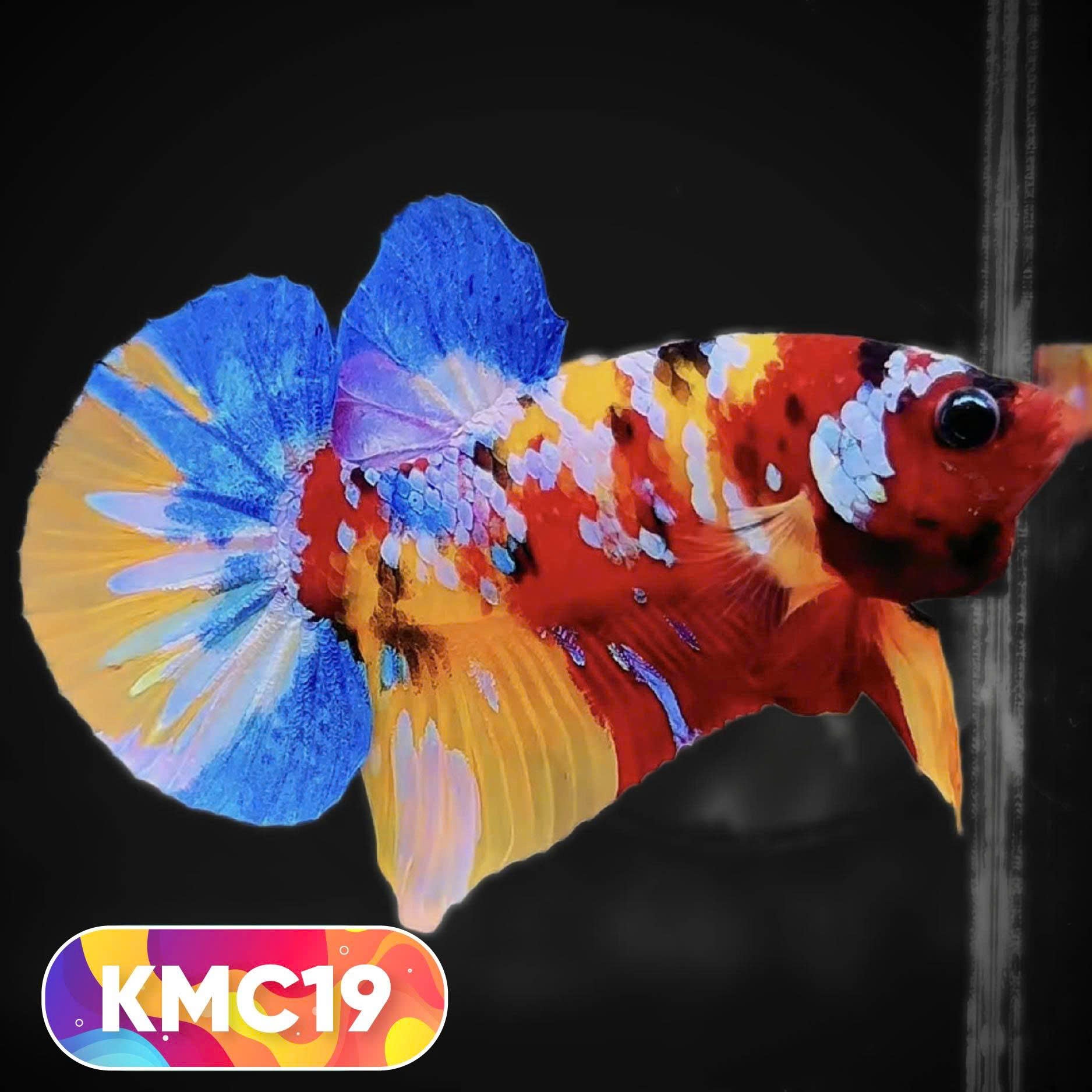 Multicolor Yellow Base Plakat Male Betta Fish | Order Directly From Farm |  You Pick Fish
