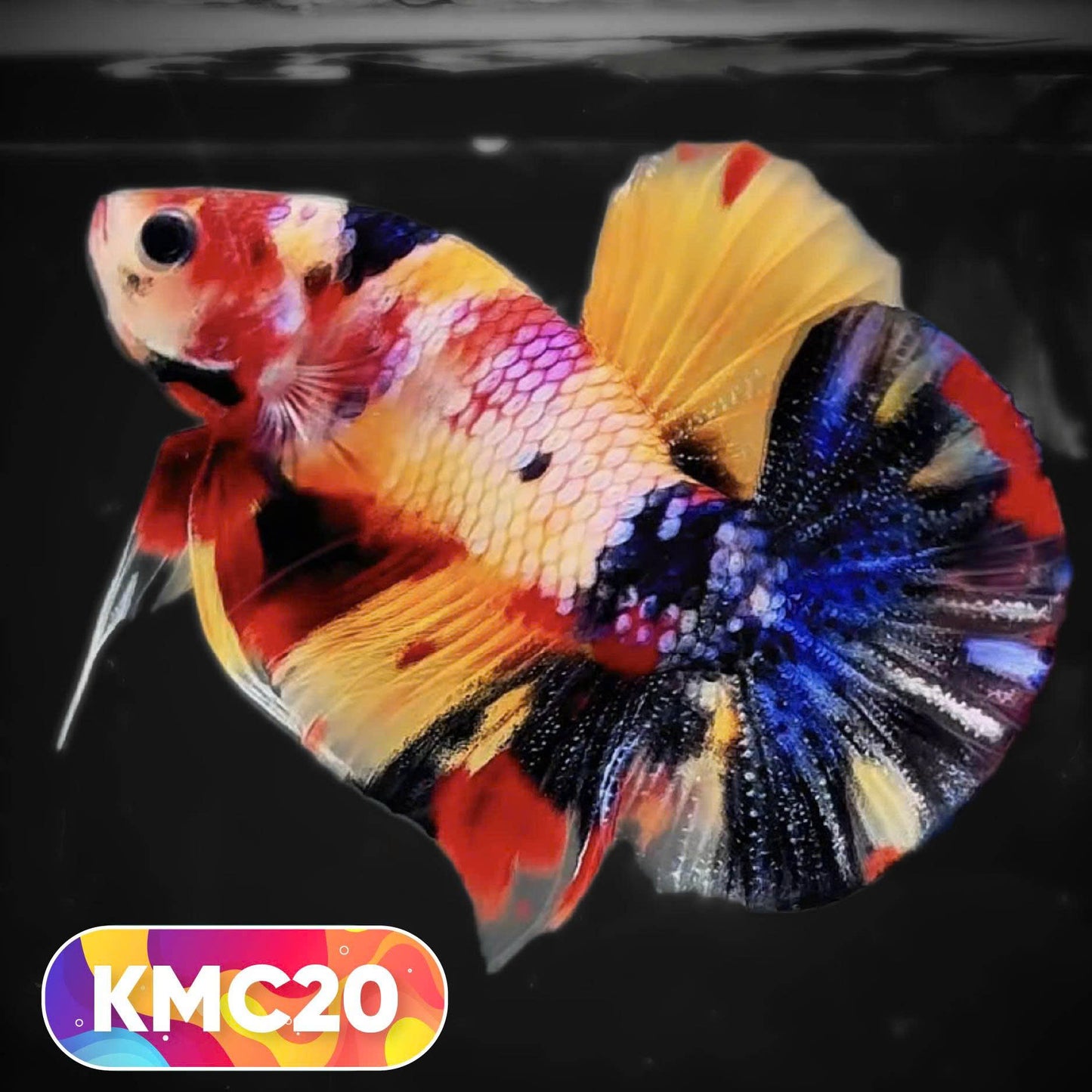 Multicolor Yellow Base Plakat Male Betta Fish | Order Directly From Farm |  You Pick Fish