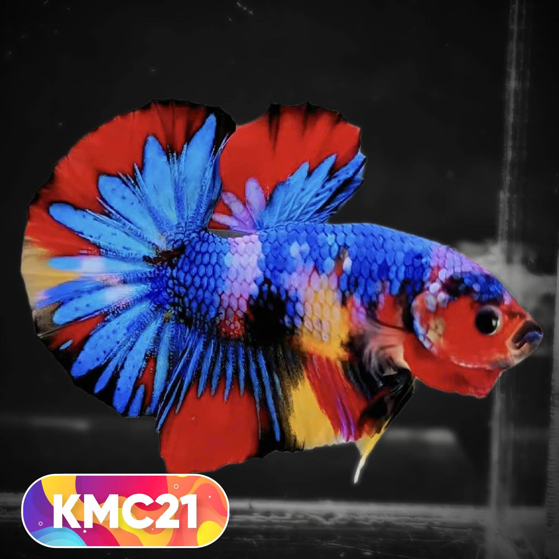 Multicolor Yellow Base Plakat Male Betta Fish | Order Directly From Farm |  You Pick Fish