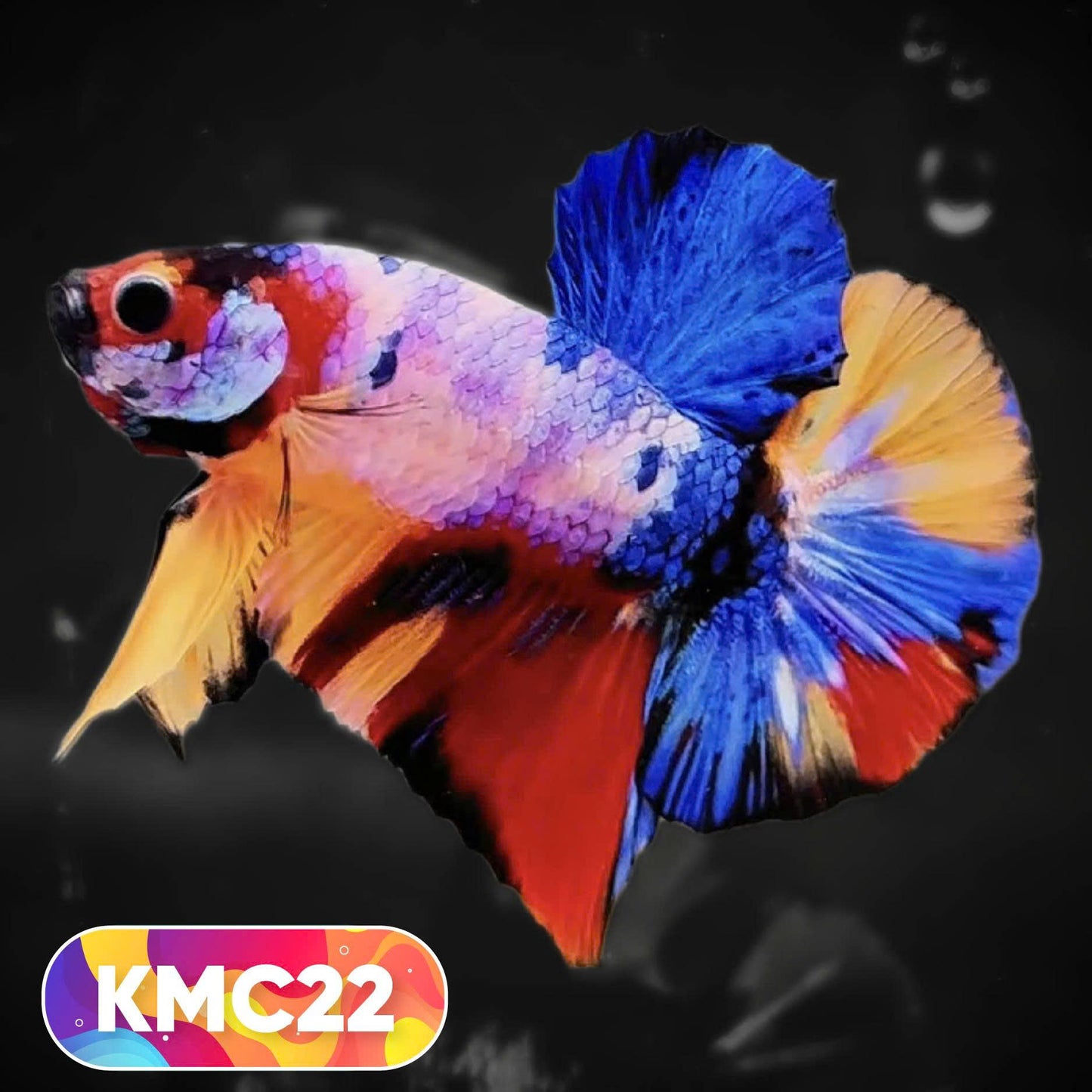 Multicolor Yellow Base Plakat Male Betta Fish | Order Directly From Farm |  You Pick Fish