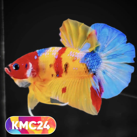 Multicolor Yellow Base Plakat Male Betta Fish | Order Directly From Farm |  You Pick Fish