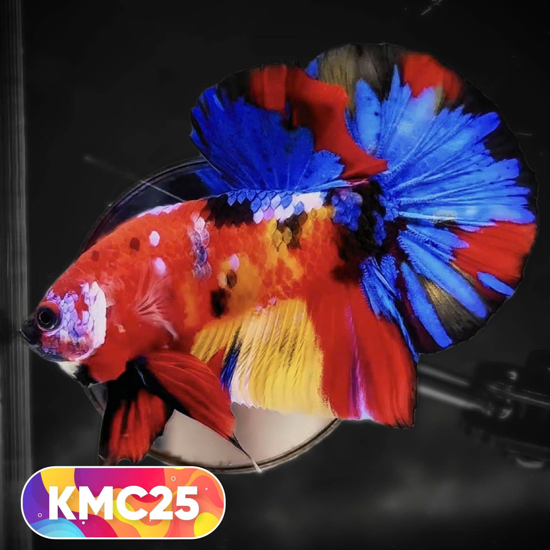 Multicolor Yellow Base Plakat Male Betta Fish | Order Directly From Farm |  You Pick Fish