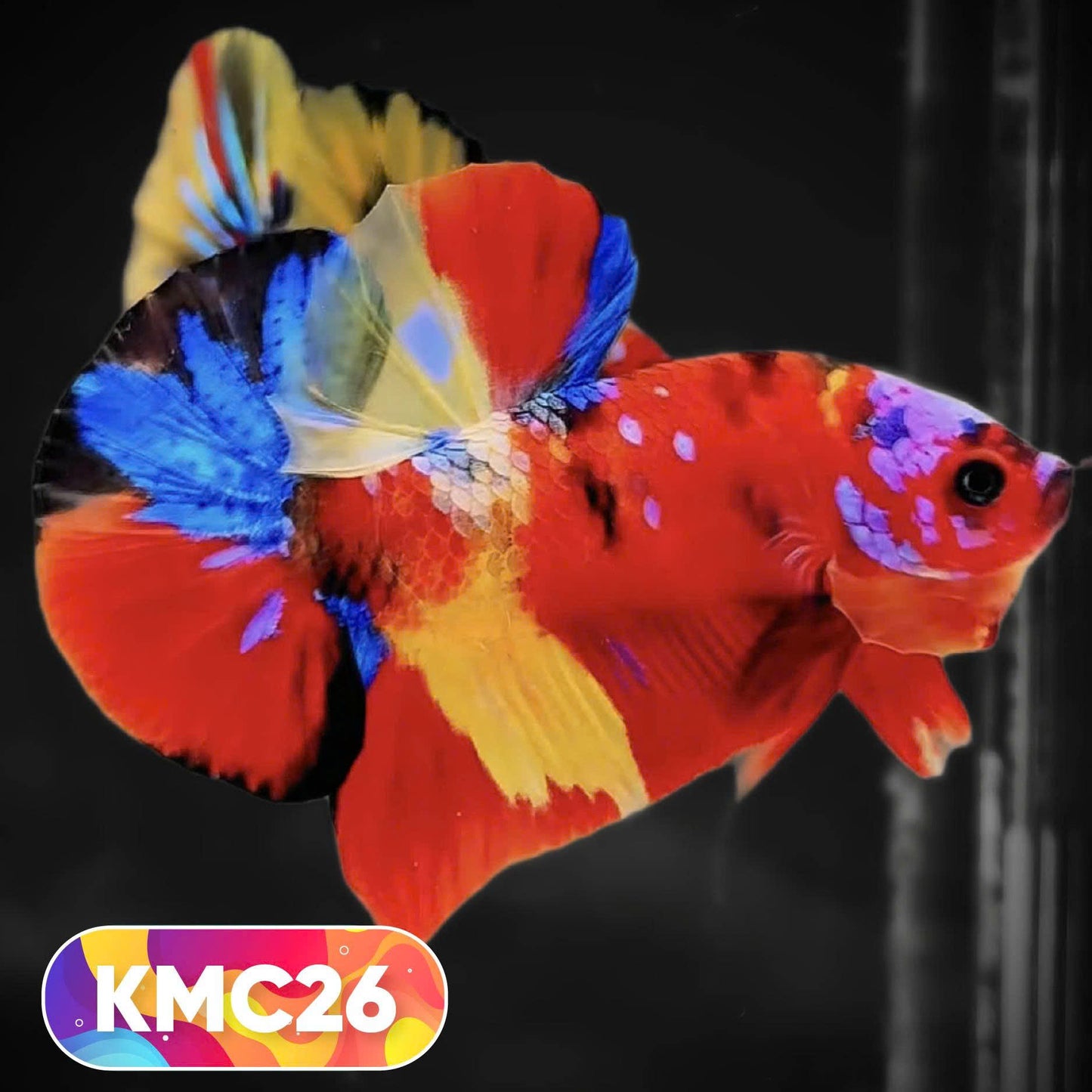 Multicolor Yellow Base Plakat Male Betta Fish | Order Directly From Farm |  You Pick Fish