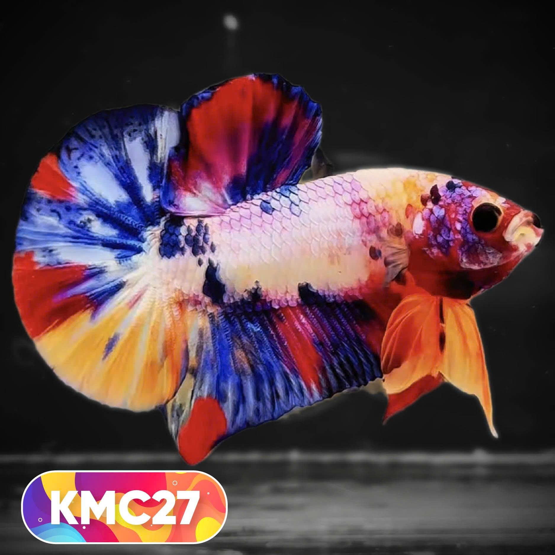 Multicolor Yellow Base Plakat Male Betta Fish | Order Directly From Farm |  You Pick Fish