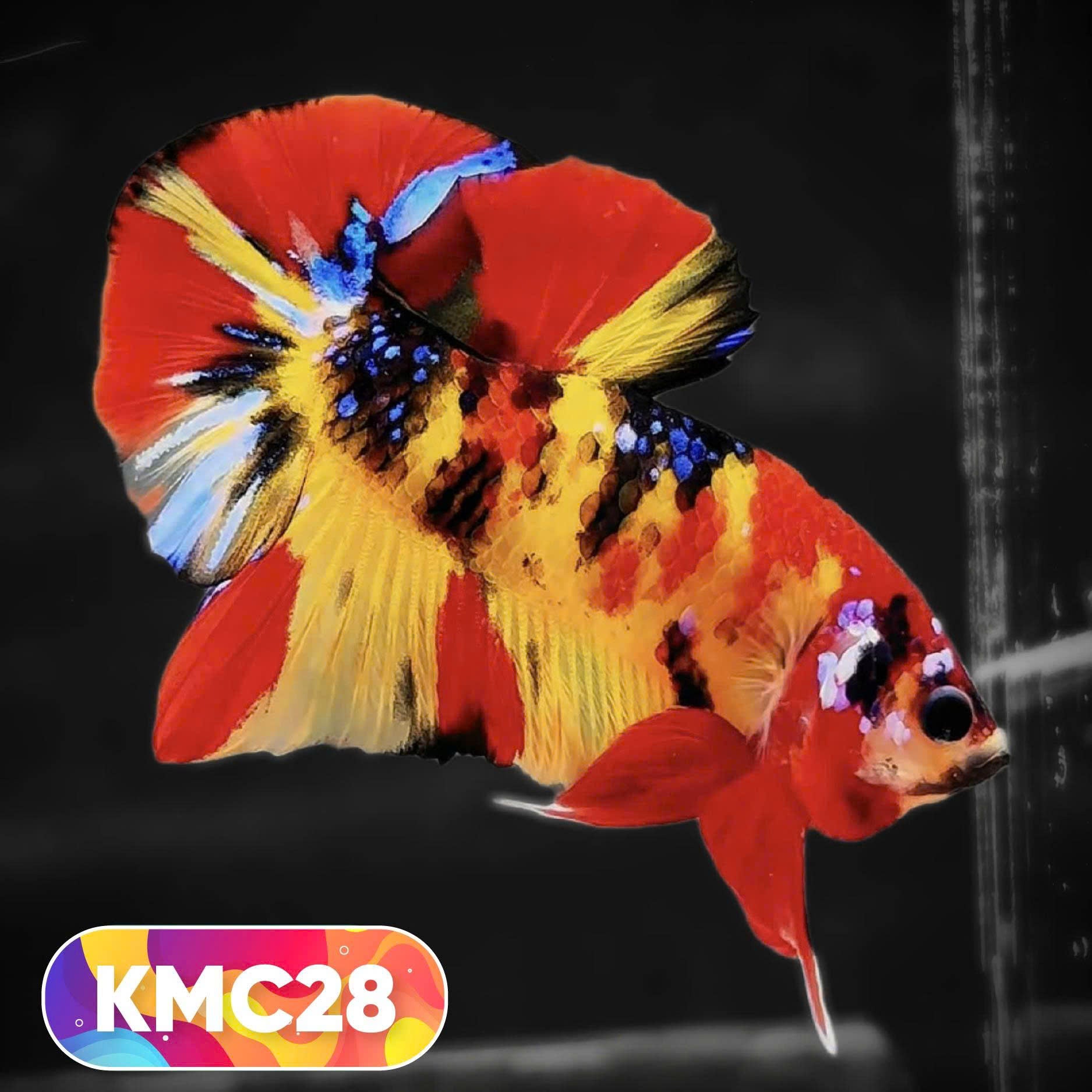 Multicolor Yellow Base Plakat Male Betta Fish | Order Directly From Farm |  You Pick Fish
