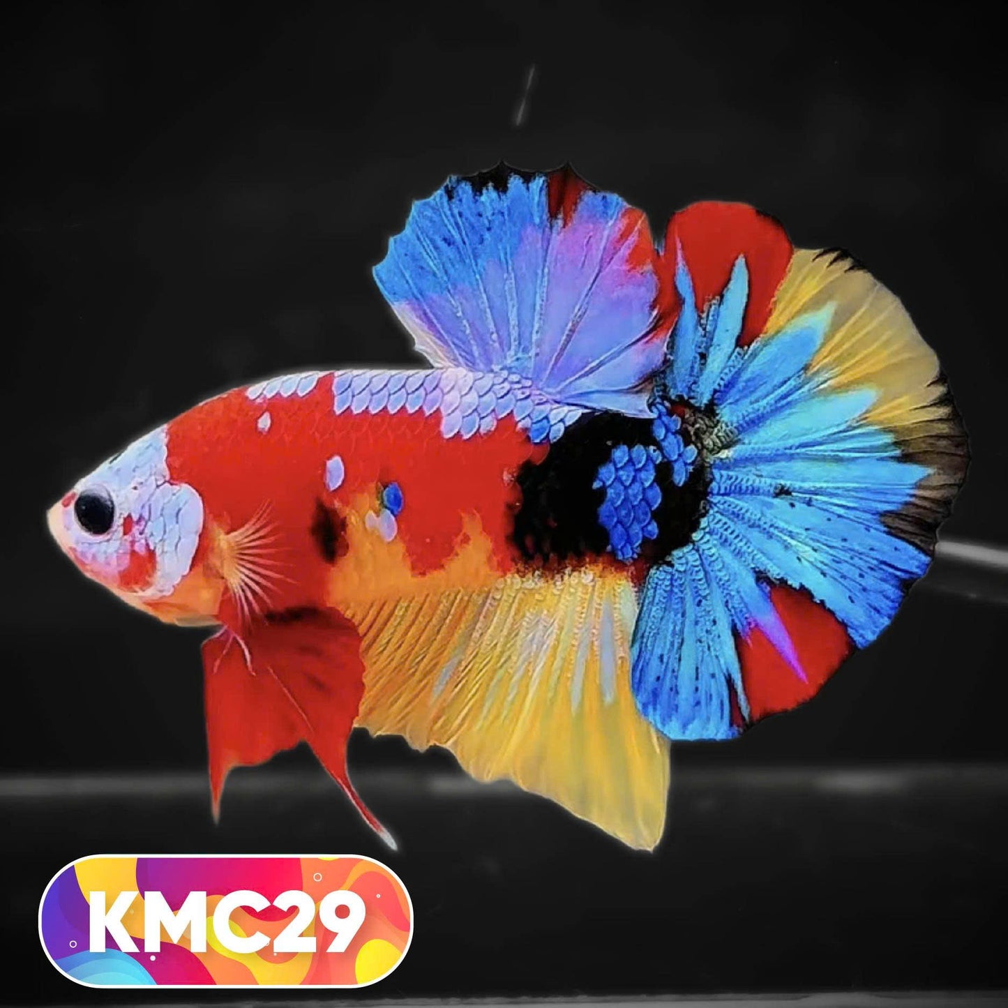 Multicolor Yellow Base Plakat Male Betta Fish | Order Directly From Farm |  You Pick Fish