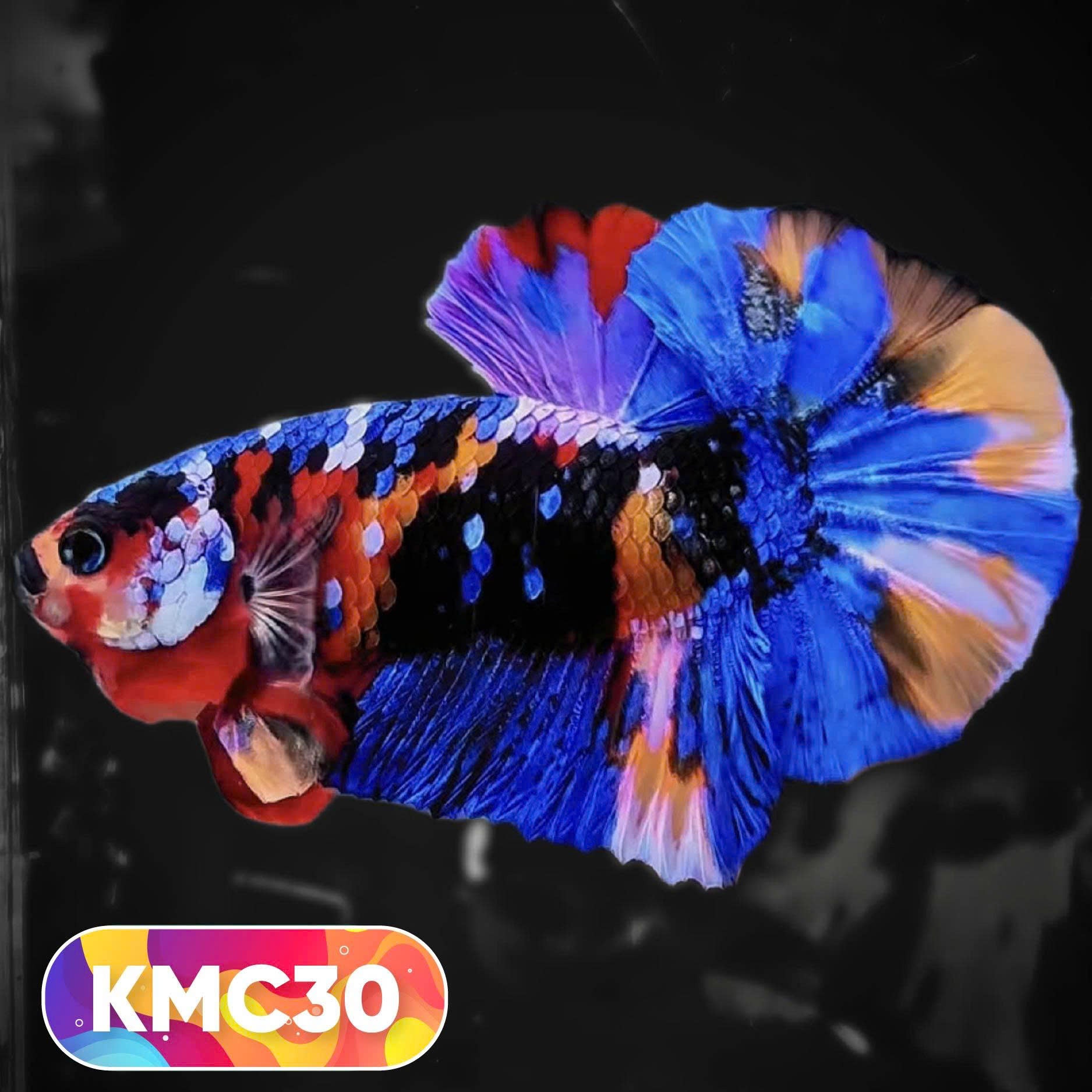 Multicolor Yellow Base Plakat Male Betta Fish | Order Directly From Farm |  You Pick Fish
