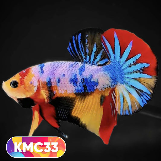 Multicolor Yellow Base Plakat Male Betta Fish | Order Directly From Farm |  You Pick Fish